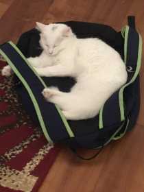 Lost Cat