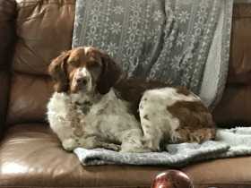 Lost Dog