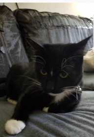Lost Cat
