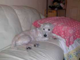 Lost Dog