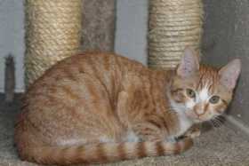 Lost Cat