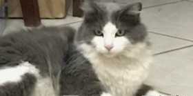 Lost Cat