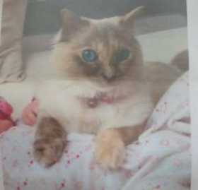 Lost Cat
