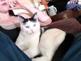 Lost Cat
