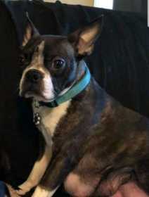 Lost Dog