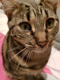 Lost Cat