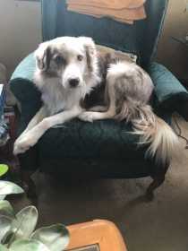 Lost Dog