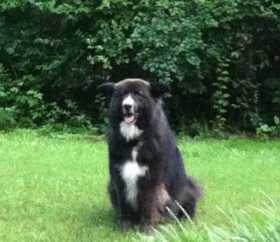 Lost Dog
