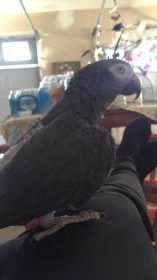 Lost African Grey