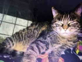 Lost Cat