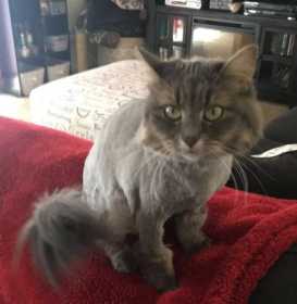 Lost Cat