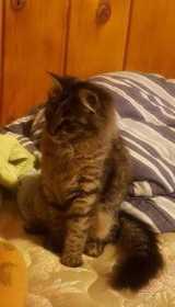 Lost Cat
