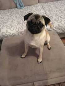 Lost Dog