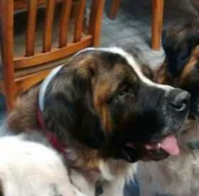 Lost Dog