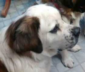 Lost Dog