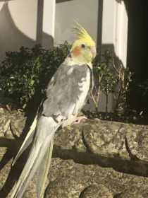 Lost Cockatiel