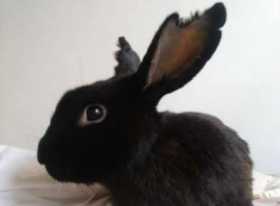 Lost Rabbit