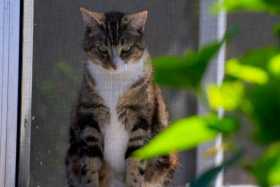 Lost Cat