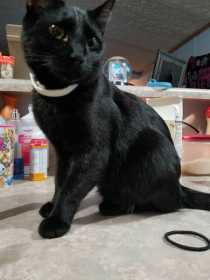 Lost Cat