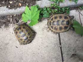 Lost Tortoise