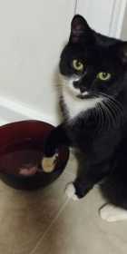 Lost Cat