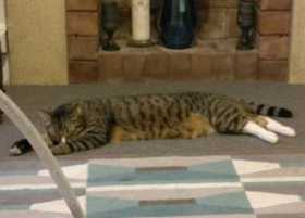 Lost Cat