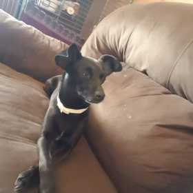 Lost Dog