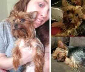 Lost Dog