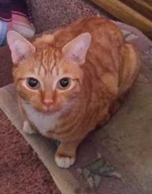 Lost Cat