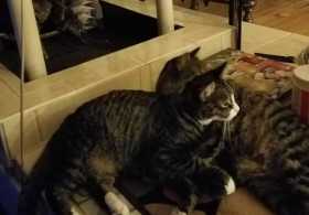 Lost Cat