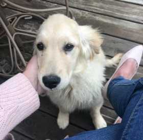 Lost Dog