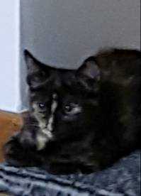 Lost Cat
