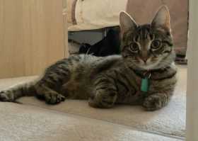 Lost Cat