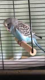 Lost Budgerigar