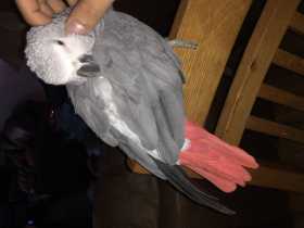 Lost African Grey