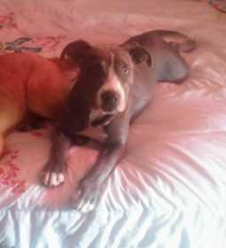 Lost Dog