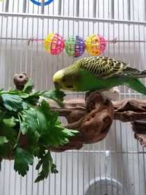 Lost Budgerigar