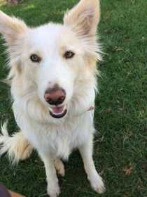 Lost Dog