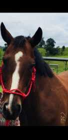 Lost Horse