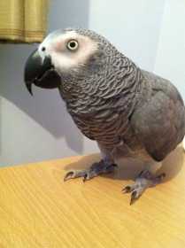 Lost African Grey