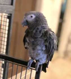 Lost African Grey