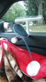 Lost Indian Ringneck Parakeet