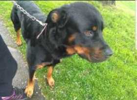 Lost Dog