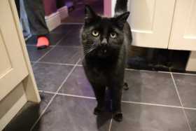 Lost Cat