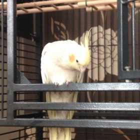 Lost Cockatiel