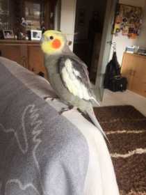 Lost Cockatiel