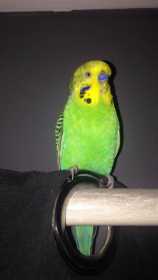 Lost Budgerigar