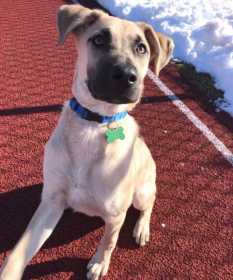 Lost Dog