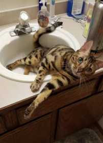 Lost Cat