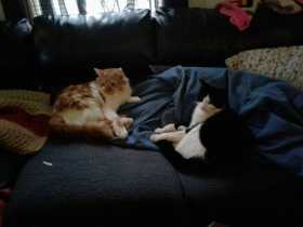 Lost Cat